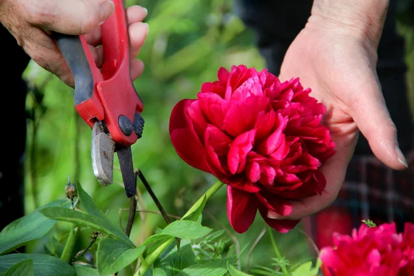 Hand schneidet eine Pfingstrose mit Gartenschere